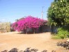 overgroeide veranda bij Platanos-Kreta